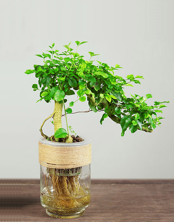 Ligustrum